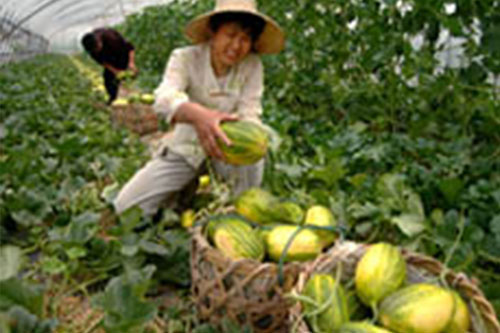嘉善魏塘水果专业合作社